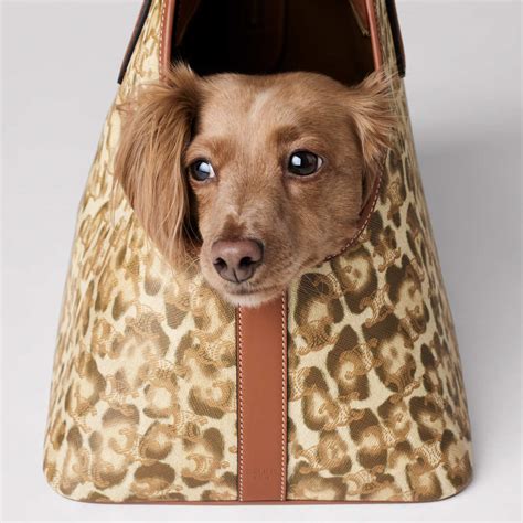 celine pet prijs|MAISON CELINE Presents Its New Dog And Cat Accessories.